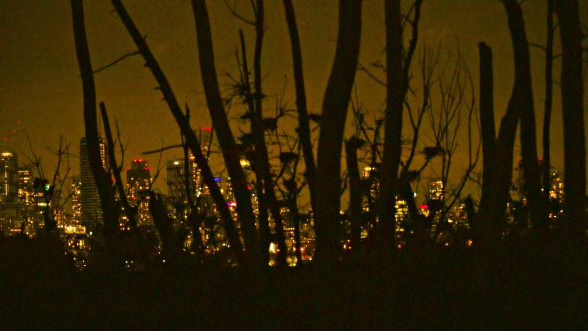 While the Green Grass Grows: A Diary in Seven Parts